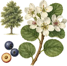 Saskatoon Serviceberry