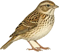Grasshopper Sparrow