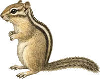 Harris's Antelope Squirrel