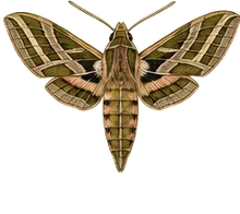 Nessus Sphinx Moth