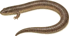 Two-toed Amphiuma