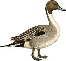 Northern Pintail