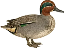 Green-winged Teal