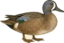 Blue-winged Teal