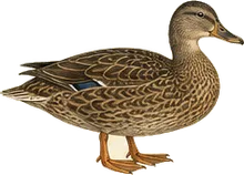 American Black Duck