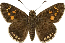 Delaware Skipper