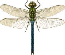 Common Green Darner