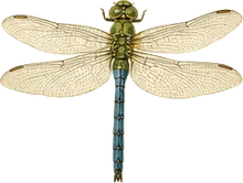 Lesser Emperor Dragonfly
