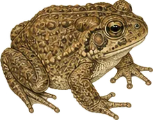 American Toad