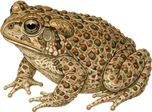 Red-spotted Toad
