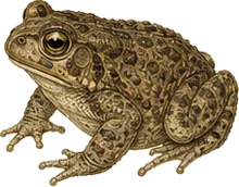 Southern Toad