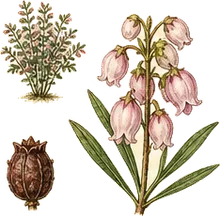 Bog Rosemary