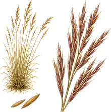 Big Bluestem