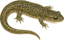 Green Salamander