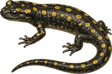 Black Salamander
