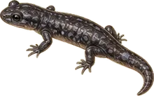 Sacramento Mountains Salamander