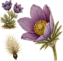 Pasqueflower