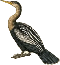 Anhinga