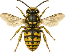 European Wool Carder Bee