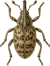 Boll Weevil