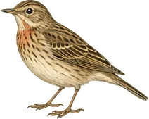 Red-throated Pipit