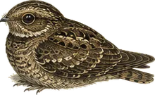 Eastern Whip-poor-will