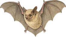 Pallid Bat