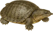 Florida Softshell Turtle