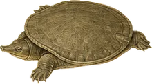Smooth Softshell Turtle