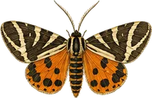 Nais Tiger Moth