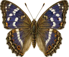 Purple Emperor