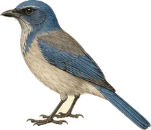 Woodhouse's Scrub-Jay