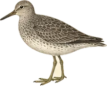 Surfbird