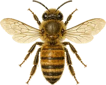 Eastern Honey Bee