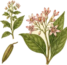 Common Dogbane