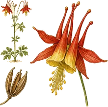 Eastern Red Columbine