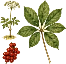 Wild Sarsaparilla