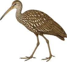 Limpkin