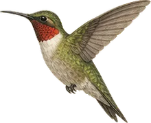 Ruby-throated Hummingbird