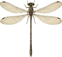 Variable Dancer