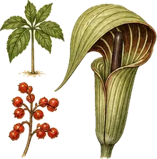 Jack-in-the-Pulpit