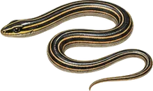 Glossy Snake