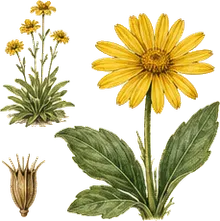 Mountain Arnica