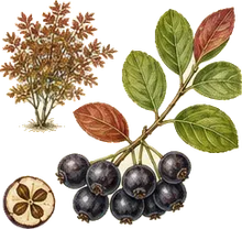 Red Chokeberry