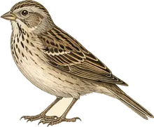 Sagebrush Sparrow