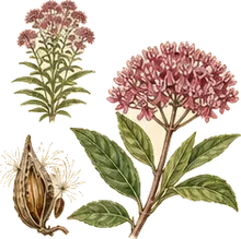 Swamp Milkweed