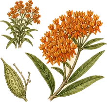 Butterfly Weed
