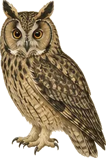 Long-eared Owl