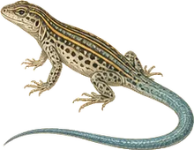 Desert Grassland Whiptail