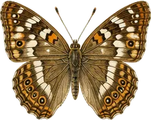 Hackberry Emperor